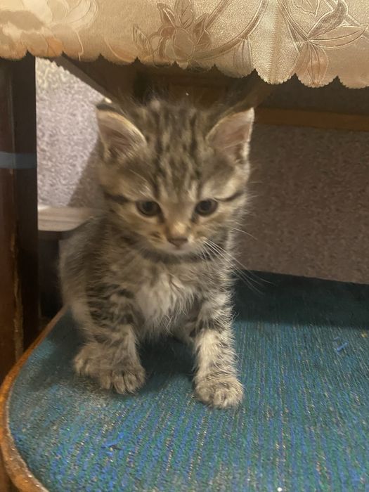 Отдам бесплатно маленьких котиков в хорошые руки