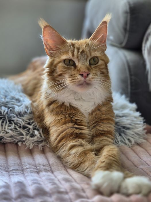 Kotka Maine coon po sterylizacji