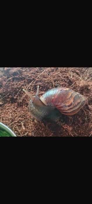 Lissachatina Fulica standard
