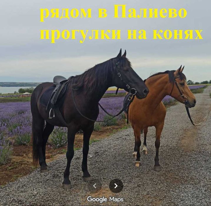 Жить в лесу, над пресным лиманом, завестии лощадей. 3,4Га