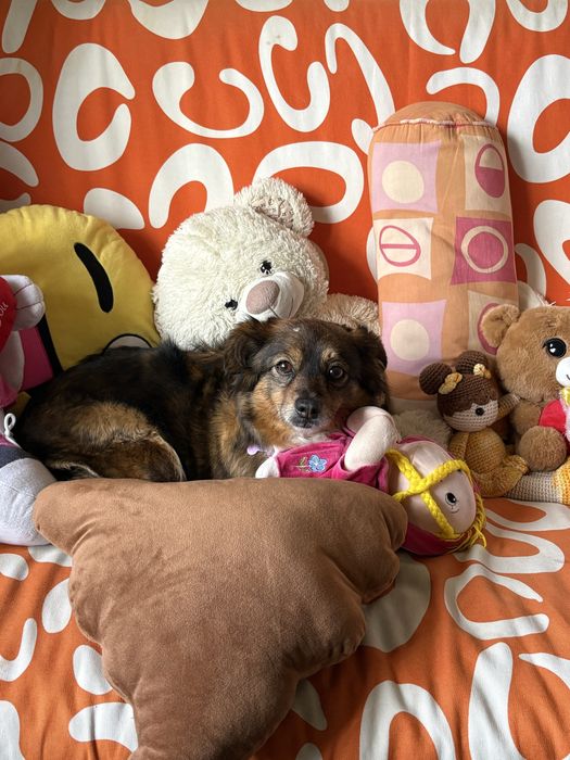 Cadelas para adoção [Urgente]