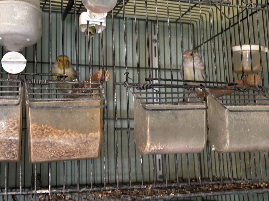 Canários topázii mosaico/vermelho e amarelo