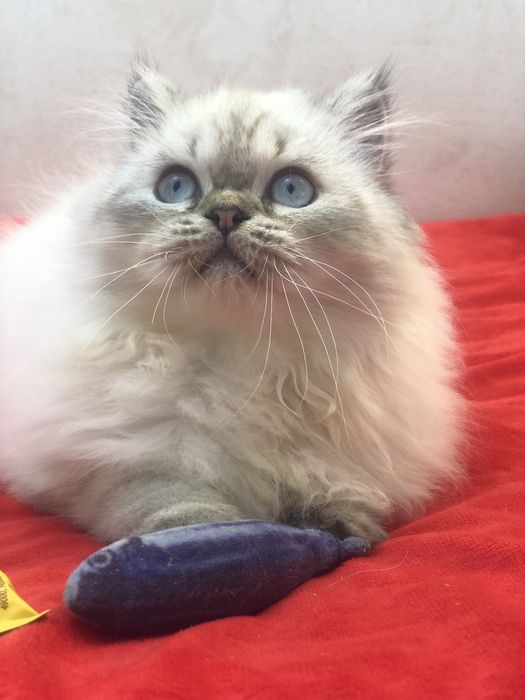 Пушистые голубоглазые котята