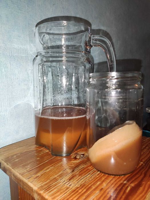 Kombucha XXL ze starterem do domowej hodowli