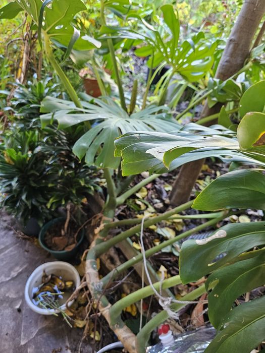 Planta Costela de Adão Monstera com fruto