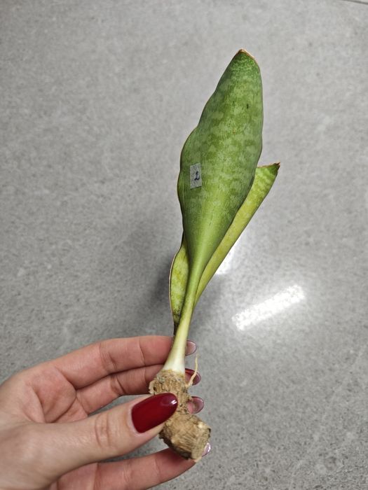 Sansevieria Loma