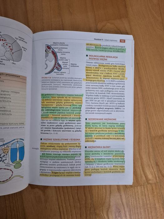 Embriologia Langman