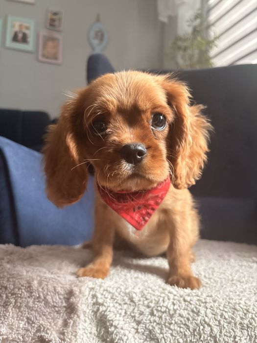 Cavalier King Charles Spaniel piesek.