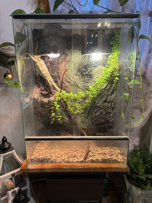 Terrarium z jaszczurką zieloną