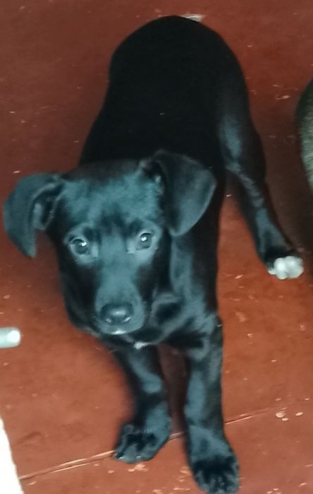 Дівчинка, метис Лабрадора