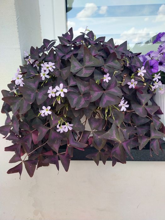 Szczawik trójkątny koniczynka szczęścia cebulki 24 szt.