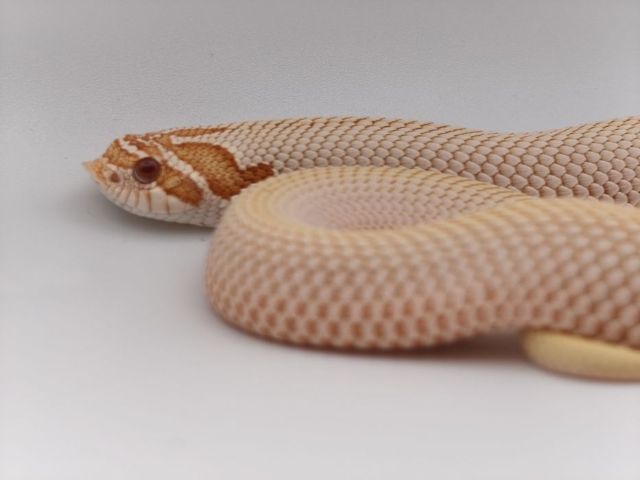 Heterodon zachodni superconda albino