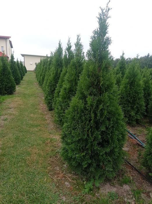 Thuja szmaragd od 100cm