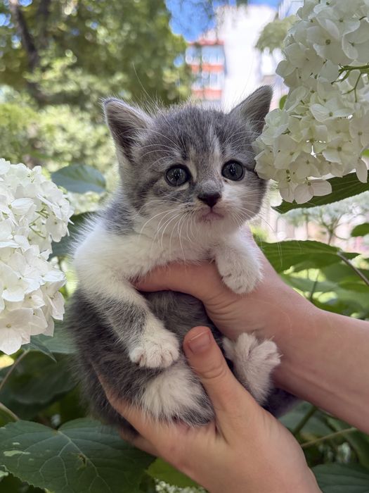 Кошеня дівчинка в добрі руки