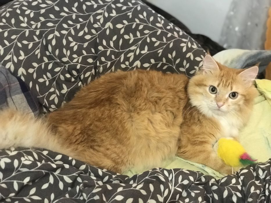 Котик ищет кошечку на вязку