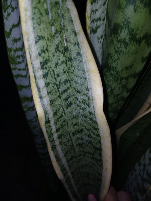 Vendo duas espécies da planta Espada de São Jorge