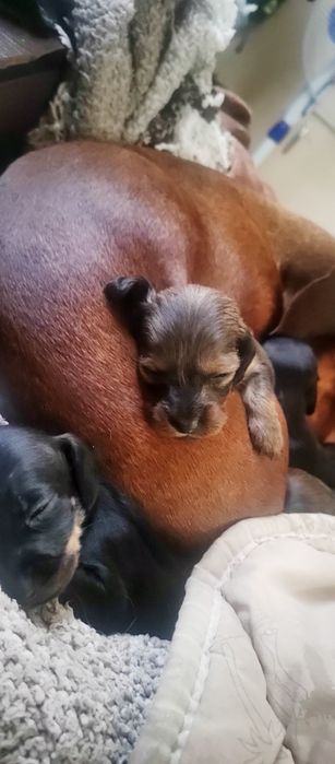 Чистокровные щенки таксы