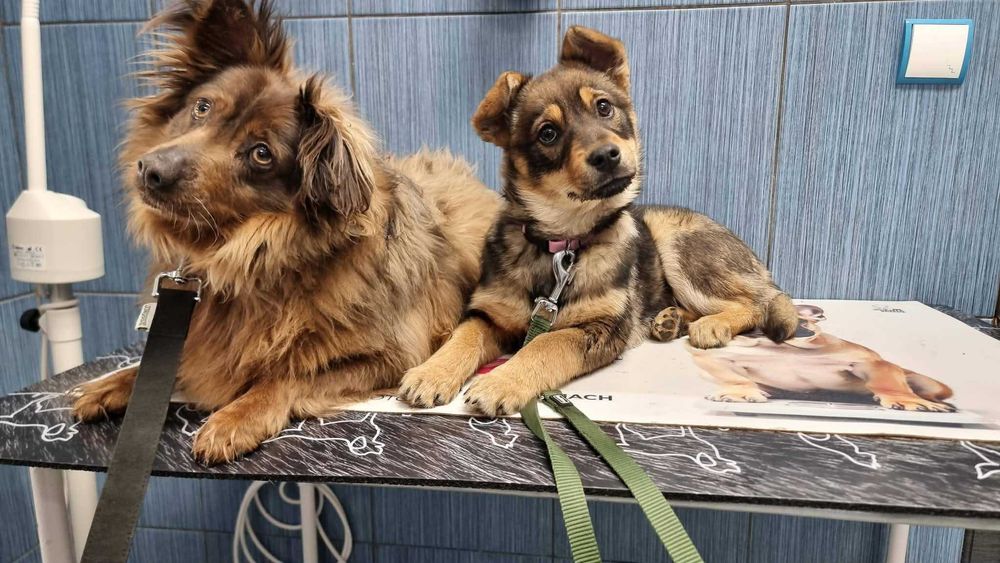 Bambi - młoda suczka szuka domu