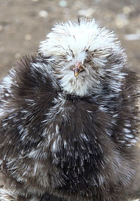 Jedwabiste silka kurka mottled