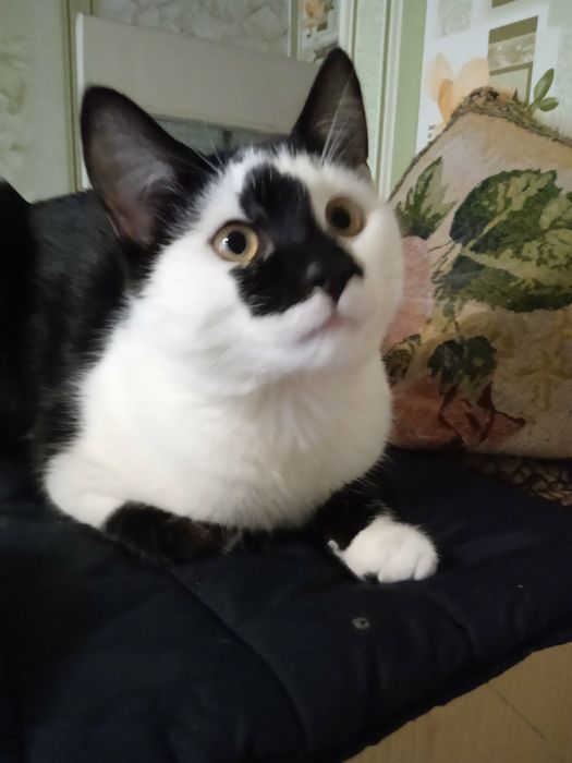 Котик 7  месяцев