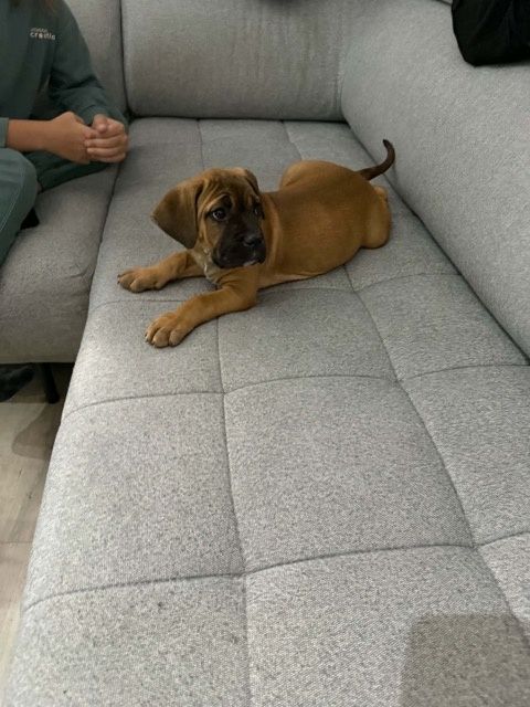 Szczeniak Cane Corso
