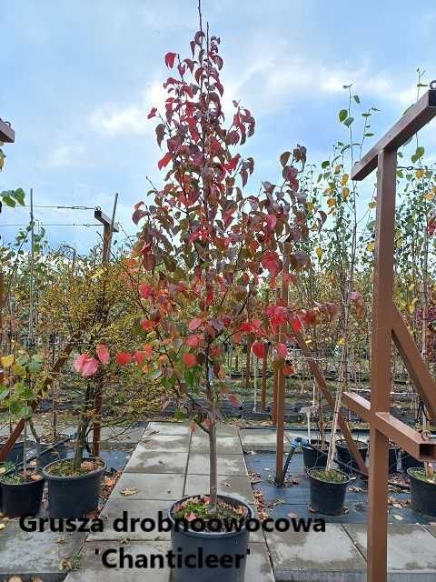 Grusza drobnoowocowa 'Chanticleer'