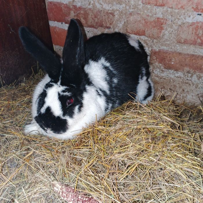 Продам кролицю вагітну , кроликів