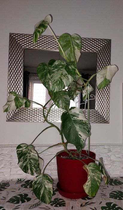 Monstera variegata