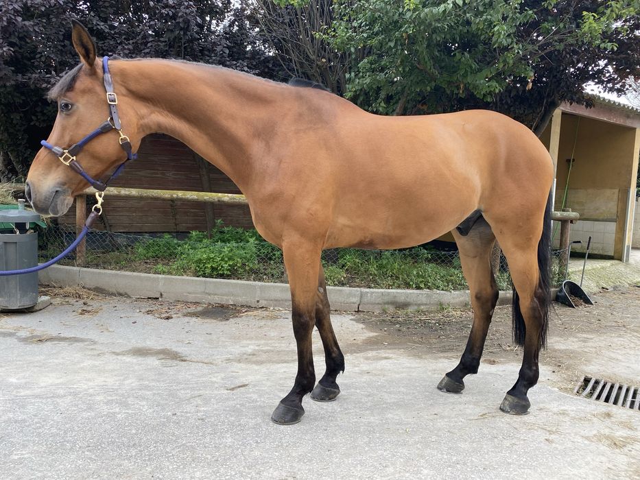 Cavalo castrado a saltar 1.30m