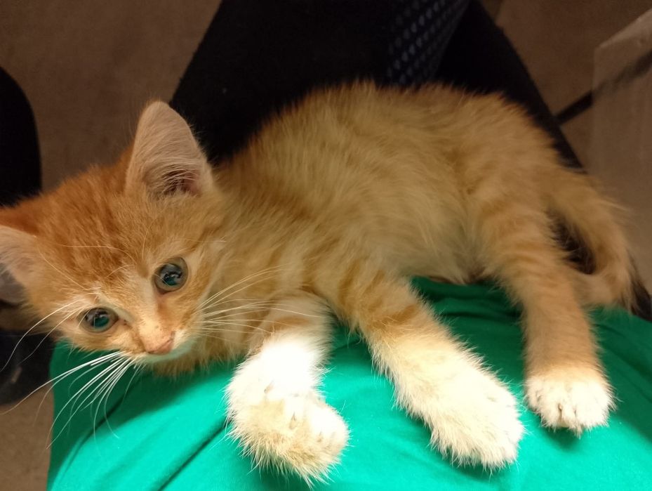 Віддам у хороші руки, дуже милі і ручні