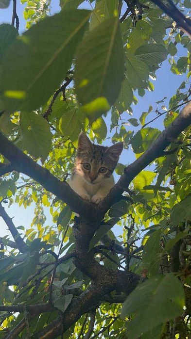 Кошенята-красуні в добрі руки