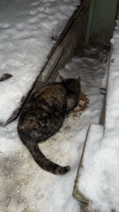 Віддам в добрі кури кицю