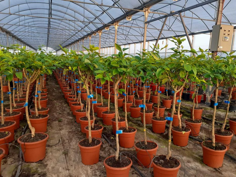 Arvores de Fruta Kumquats / Limoeiro caviar / citrinos - TRONCO GROSSO