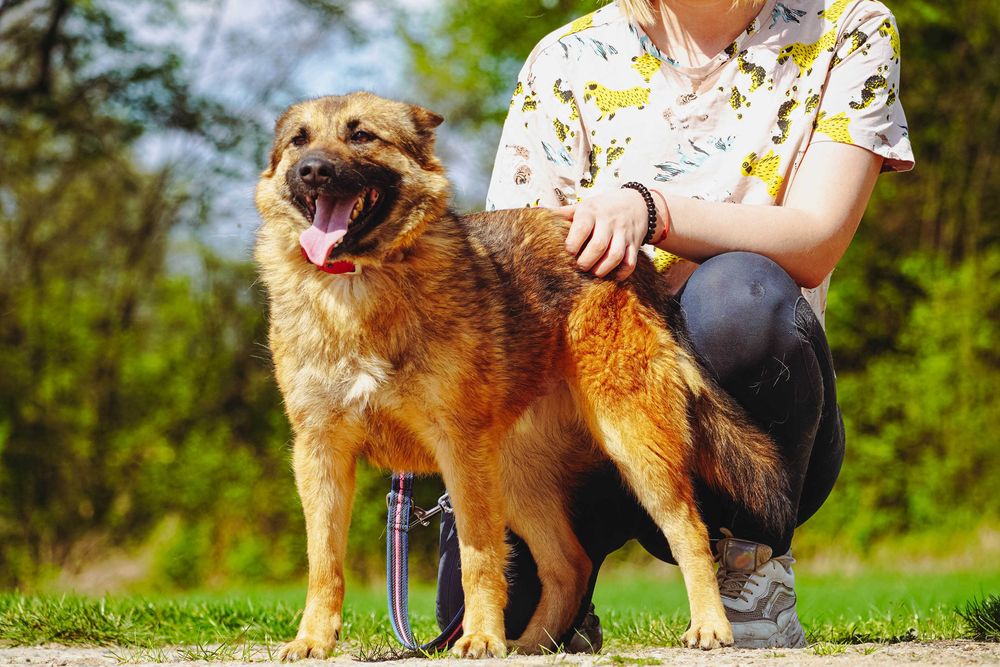 Dan - mega rewelacyjny pies