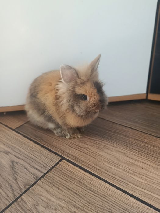 Królik miniaturka