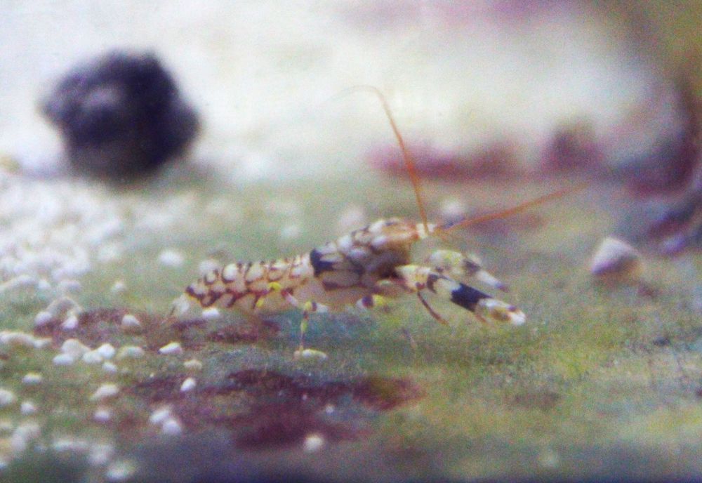 Alpheus sp., krewetka pistoletowa . Morske