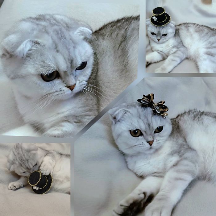 Чистокровна висловуха кішечка  Мілана