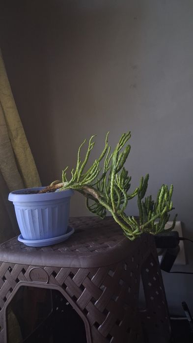 Opuntia salmiana / опунція сальмианиа / кактус