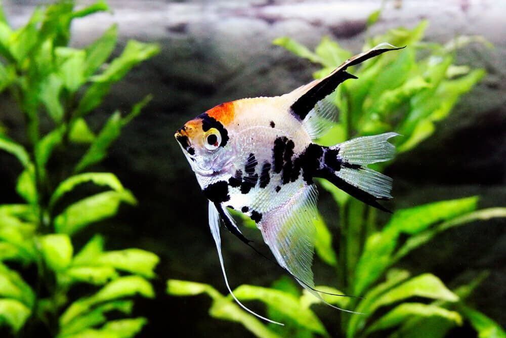 Скалярія кої рибка акваріумна