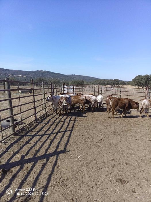 Novilhas Mertolengas Puras - Registadas na Associação de Criadores de Bovinos Mertolengos