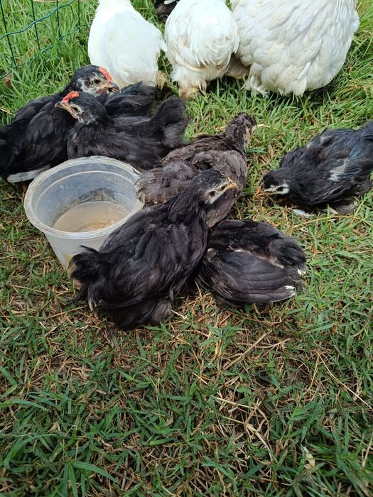 Pekins black e black mottled