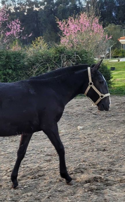 Poldra Lusitana pura