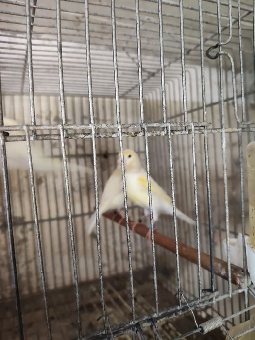 Vendo casais de canários amarelos