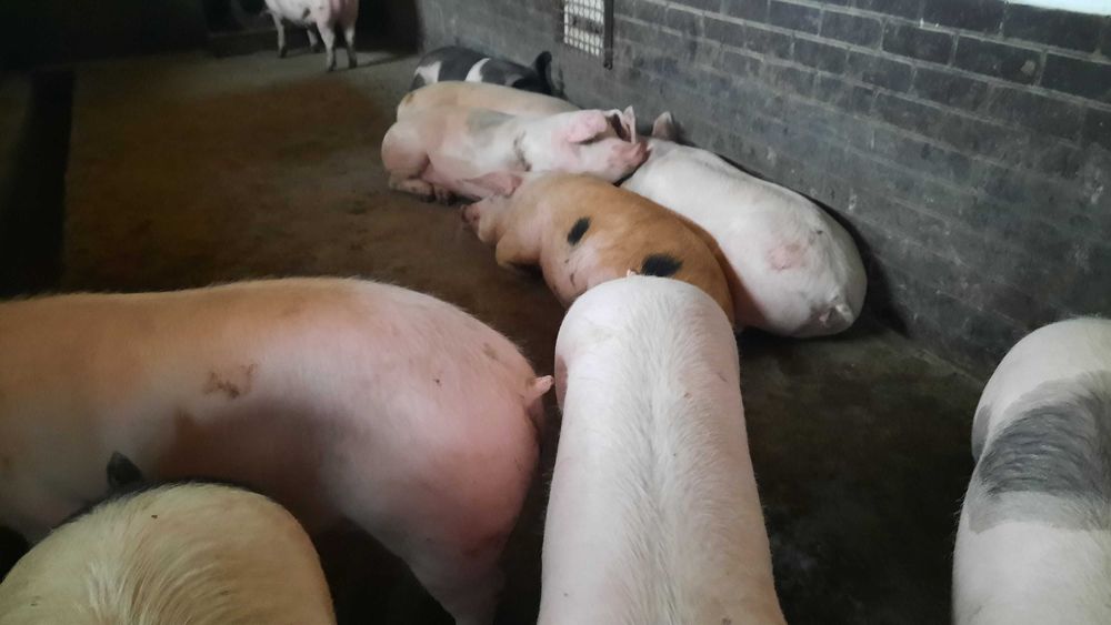 Продам домашних свиней