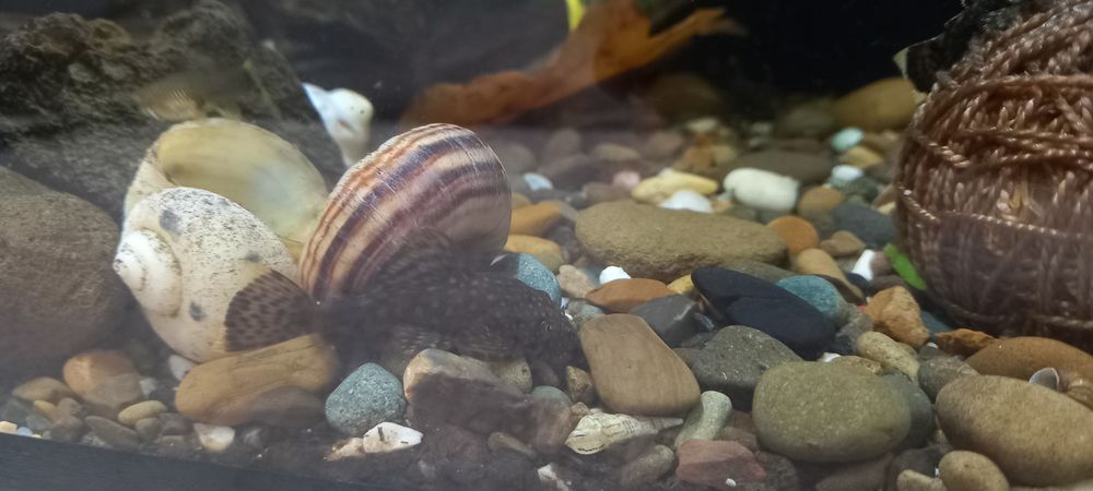 Акваріумні рибкии