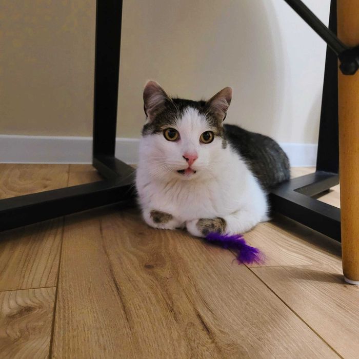 Kochany kot Jaguś - idealny mruczek, milusiński, przytulaśny