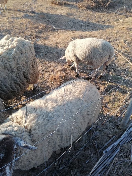 Ovelhas merino vs sulfolk