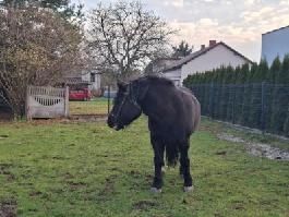 Koń Polski zimnokrwisty