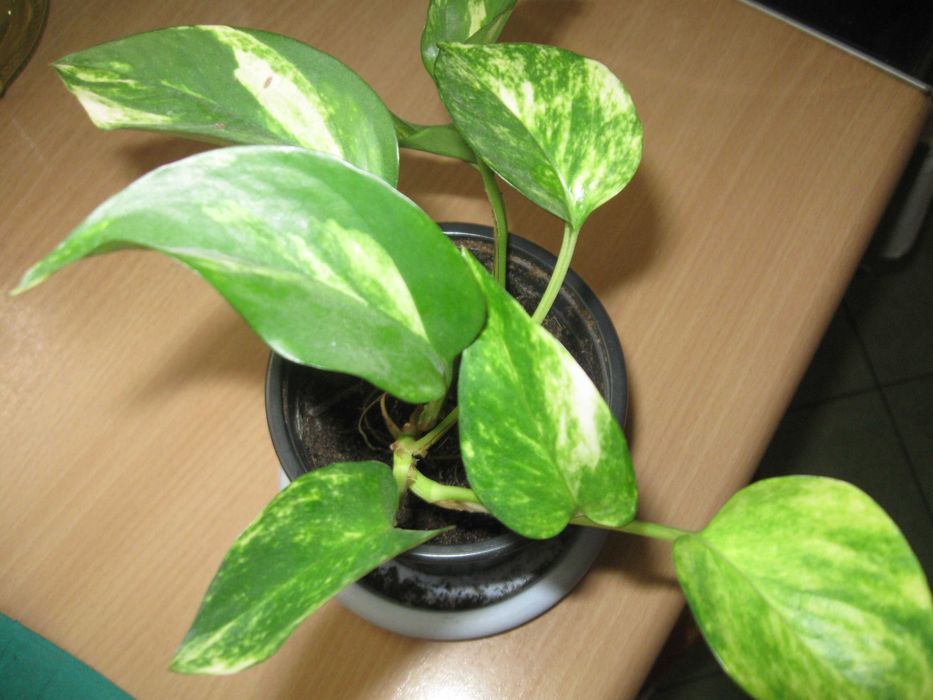 Kwiat Epipremnum Aureum.