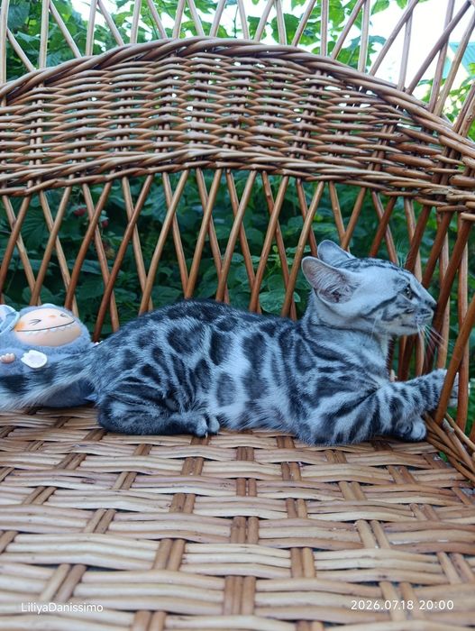 Бенгальский котик серебро